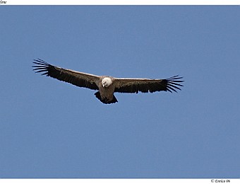 Animali 016